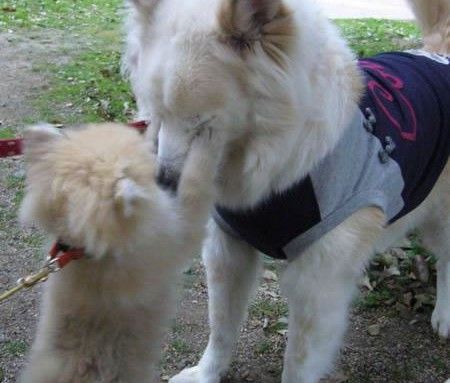 21-interesting-pictures-of-animals18-450x383[1]