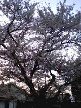 綺麗な桜!!