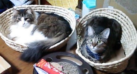 オスの方が顔がでかい