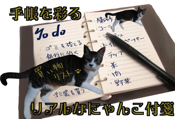 キャットフレーク4