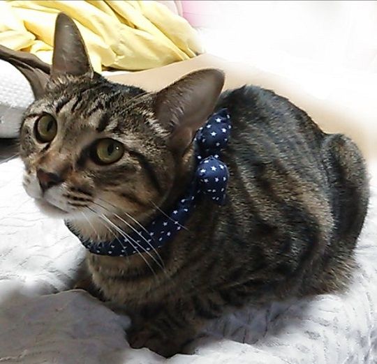 シュシュ紺1