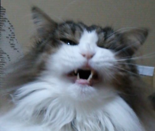 しめちゃうぞ