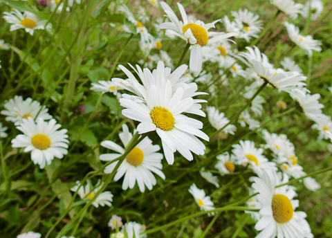 51