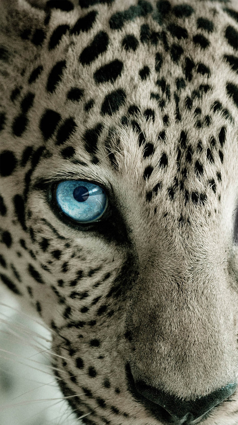 iphone6s_61