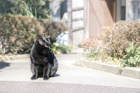 neko_pro_01