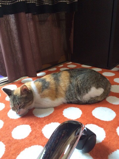 飼い猫をうざく思ってしまいます。飼い猫がめちゃ …