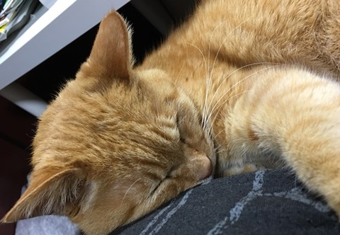 Zzz