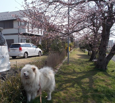 3月桜-1