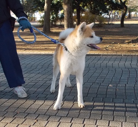 14-12-14 るーた君2