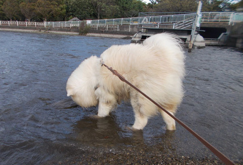 水に入ったよ-3