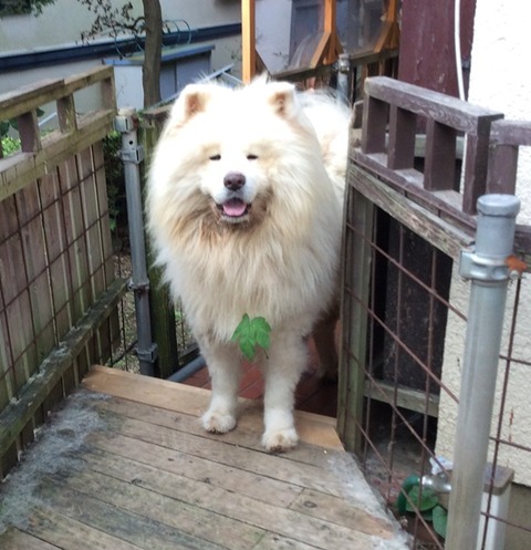 お土産つけて