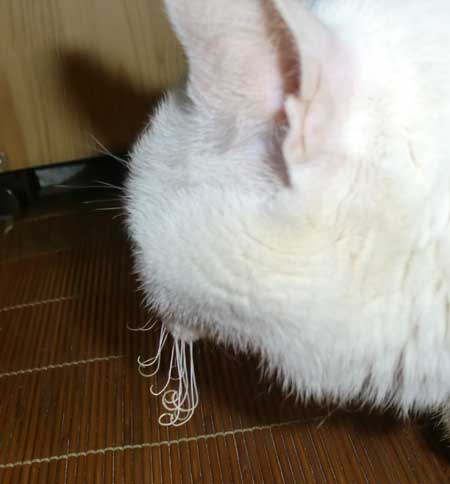 e55383d6.jpg