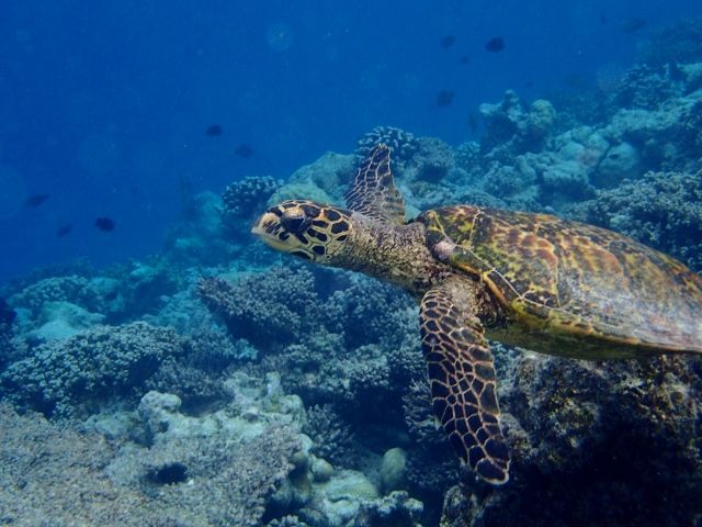 travel_maldives_resort_01