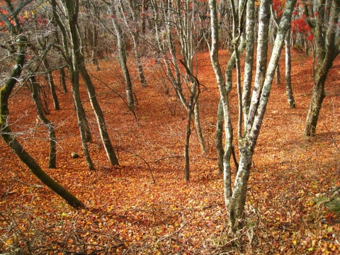 travel_karuizawa_42
