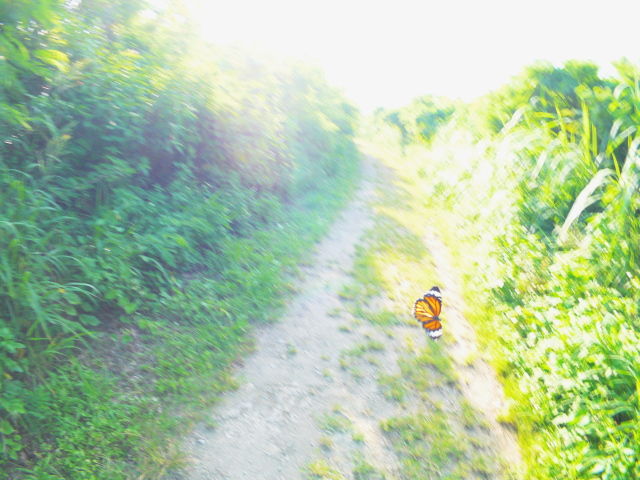 travel_taketomi_butterfly_01