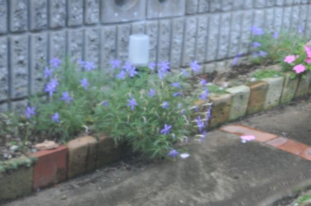 DSC_6579_R.jpg