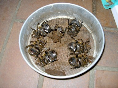 死にまくり