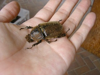 saigonomesusibou