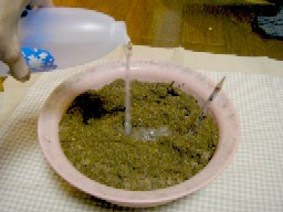 mizu
