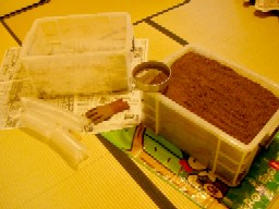 saayaruka
