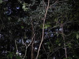Ãæ¤°¤é¤¤