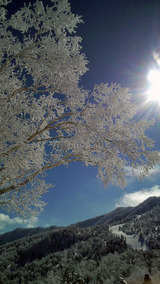 樹氷