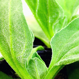 Iceplant