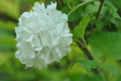 D84156t