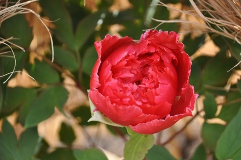 DSC_3496t