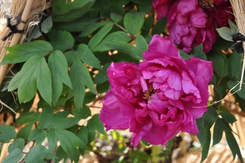 DSC_3359t
