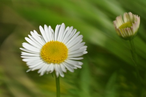 D85241t