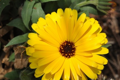 D73181t