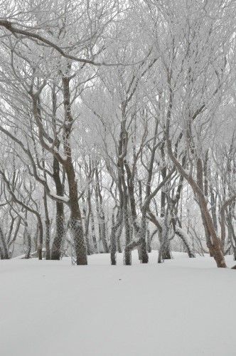 DSC_3921t