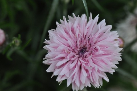 D73188t