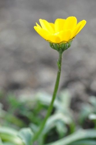 DSC_4894t
