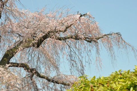 D80090t
