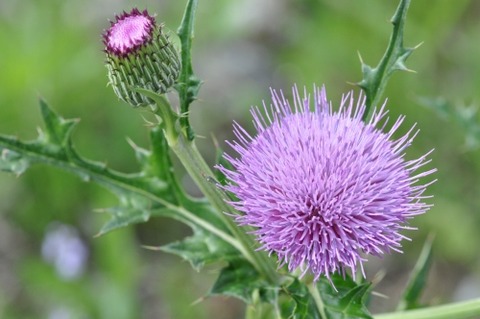 D84577t
