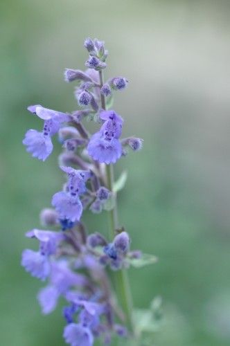 D84035t