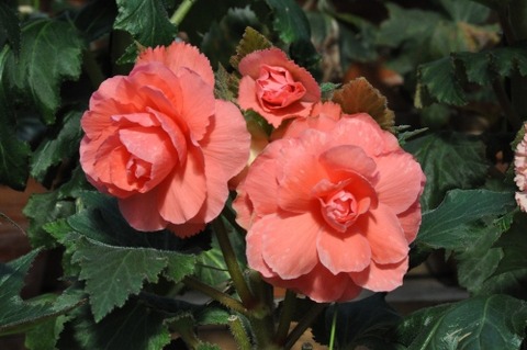 D74046t