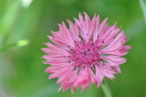 D84139t