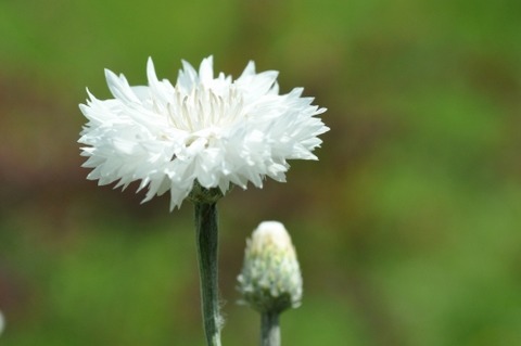 D84149t