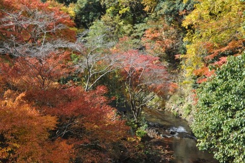 DSC_6481t