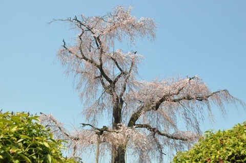 D80088t