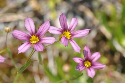 D84429t