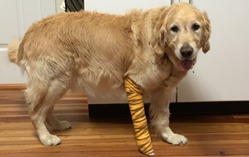 service-dog-figo