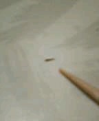 とげ4か月.jpg