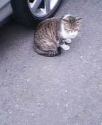 ねこ.jpeg