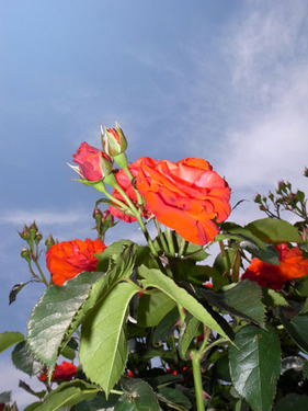 rose