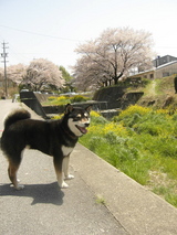 KICX0686