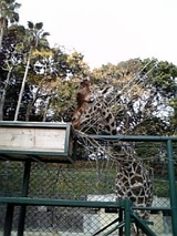 動物園(キリン)